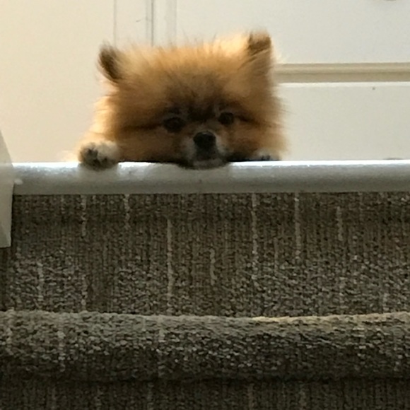 Meet your Posher, David - Picture 1 of 1